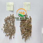 Arabica & Robusta Coffee Beans – Stock Available