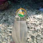 Dried Bay Leaves – Stock Available