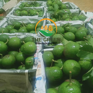 Fresh Hass Avocado – Stock Available - Image 2