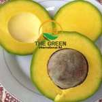 Fresh Hass Avocado – Stock Available