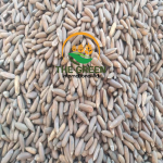 Pine Nuts – Stock Available