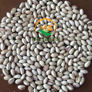 Pistachios – Stock Available
