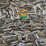 Sunflower Seeds and Kernels – Stock Available