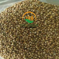 Dried Whole Coriander Seeds – Stock Available - Image 2