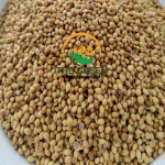 Dried Whole Coriander Seeds – Stock Available