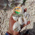 Garlic – Stock Available