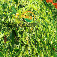 Corn Silage – High-Energy Feed for Dairy & Livestock | Export Quality from Tanzania - Image 2