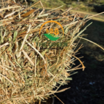 Wheat Straw for Animal Bedding & Mushroom Cultivation | Export-Ready from Tanzania