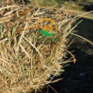 Wheat Straw for Animal Bedding & Mushroom Cultivation | Export-Ready from Tanzania